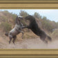 Fight In The Wash