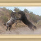 Fight In The Wash