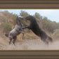 Fight In The Wash