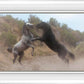 Fight In The Wash