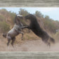 Fight In The Wash