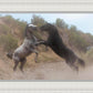 Fight In The Wash