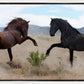 War Dance