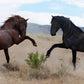 War Dance