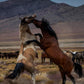 Desert Duel 1