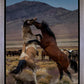 Desert Duel 1