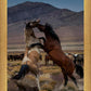 Desert Duel 1