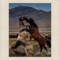 Desert Duel 1