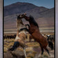 Desert Duel 1