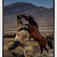 Desert Duel 1