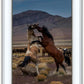 Desert Duel 1