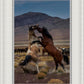 Desert Duel 1