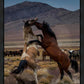 Desert Duel 1
