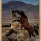 Desert Duel 1