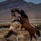 Desert Duel 1