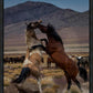 Desert Duel 1