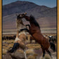 Desert Duel 1