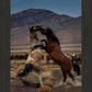 Desert Duel 1