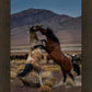 Desert Duel 1
