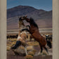 Desert Duel 1