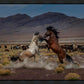 Desert Duel 5