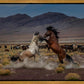 Desert Duel 5