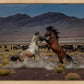 Desert Duel 5