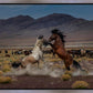 Desert Duel 5
