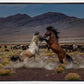 Desert Duel 5
