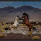 Desert Duel 5