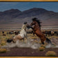 Desert Duel 5