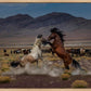 Desert Duel 5