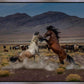 Desert Duel 5