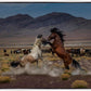 Desert Duel 5