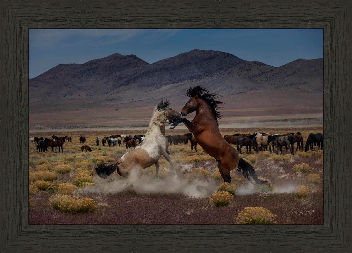 Desert Duel 5