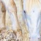Dry Grass