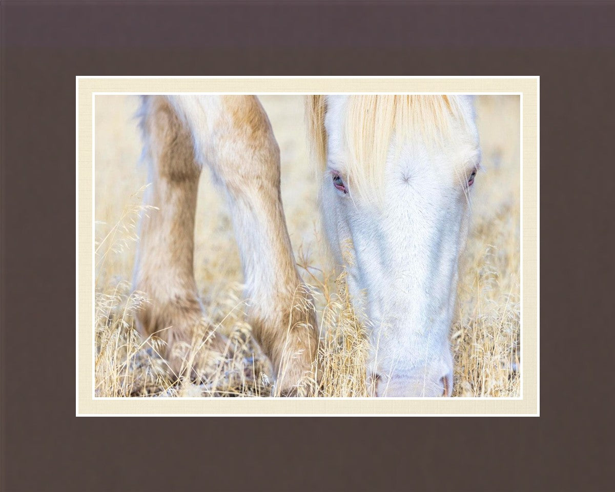 Dry Grass