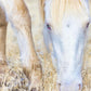 Dry Grass