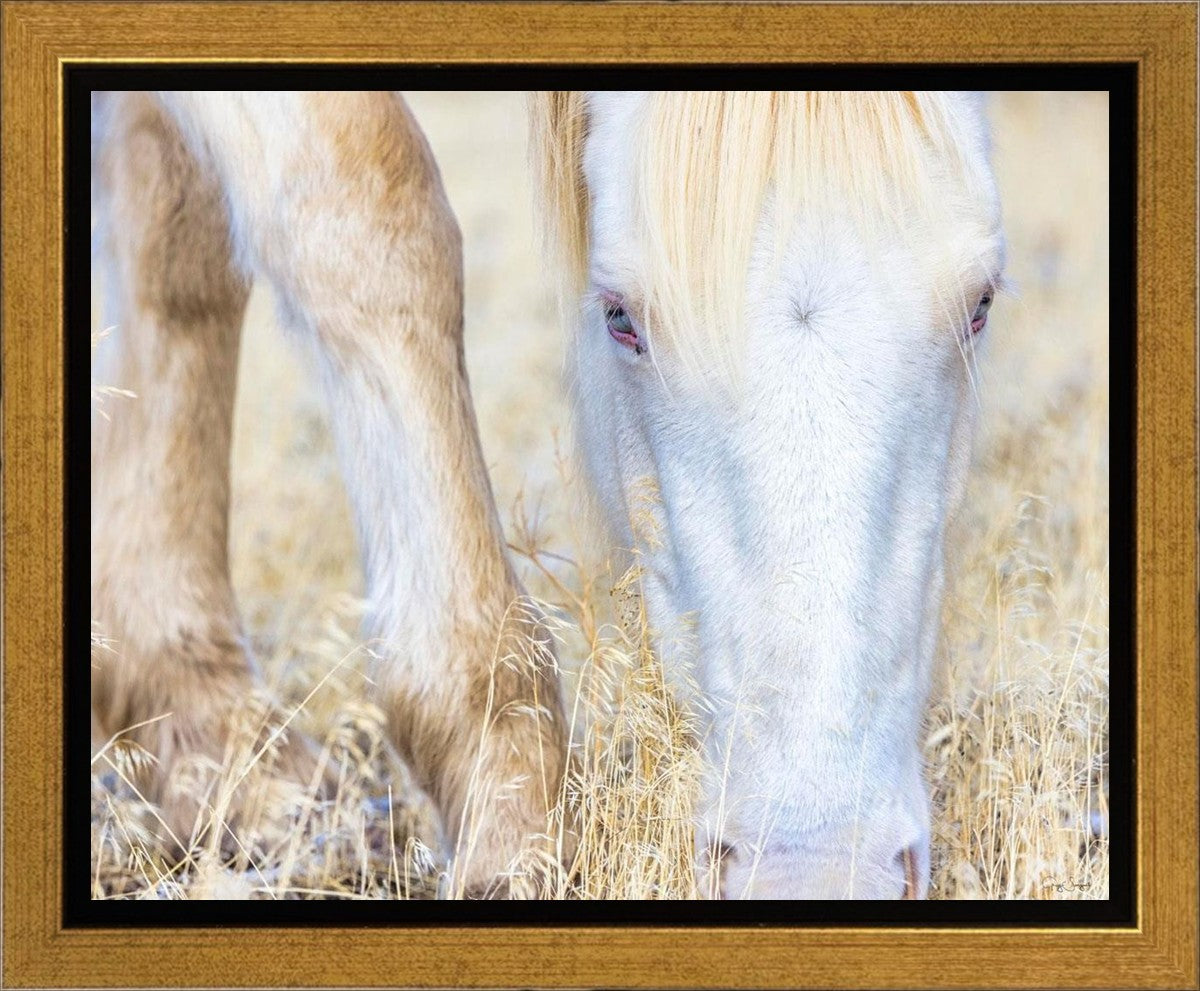 Dry Grass Gallery Wrap