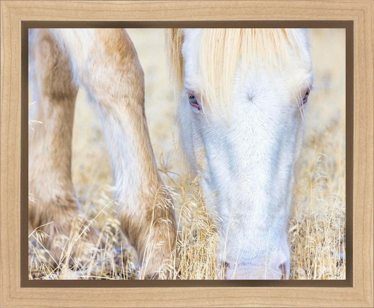 Dry Grass Gallery Wrap