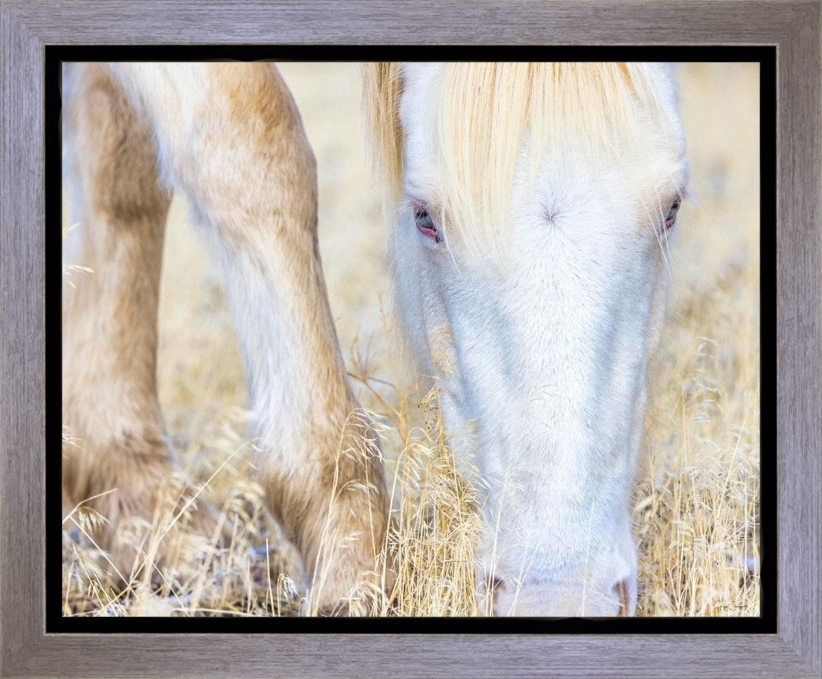 Dry Grass Gallery Wrap