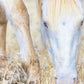 Dry Grass