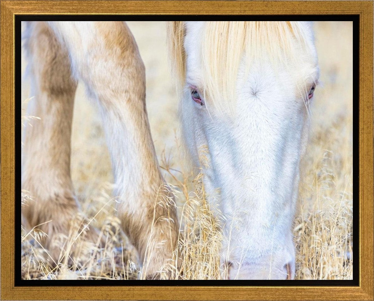 Dry Grass Gallery Wrap