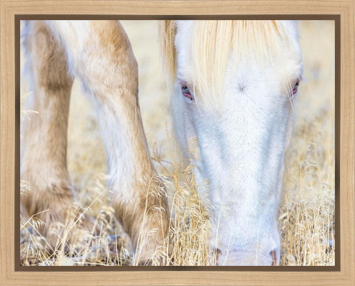 Dry Grass Gallery Wrap
