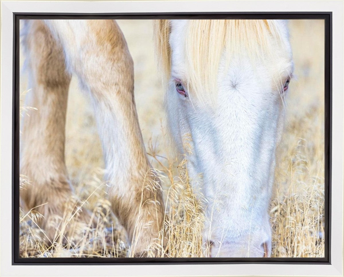 Dry Grass Gallery Wrap