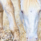 Dry Grass