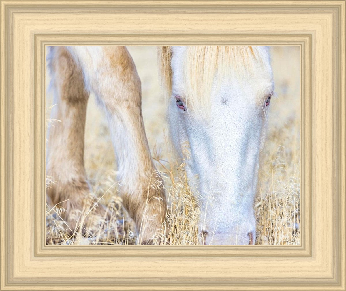 Dry Grass