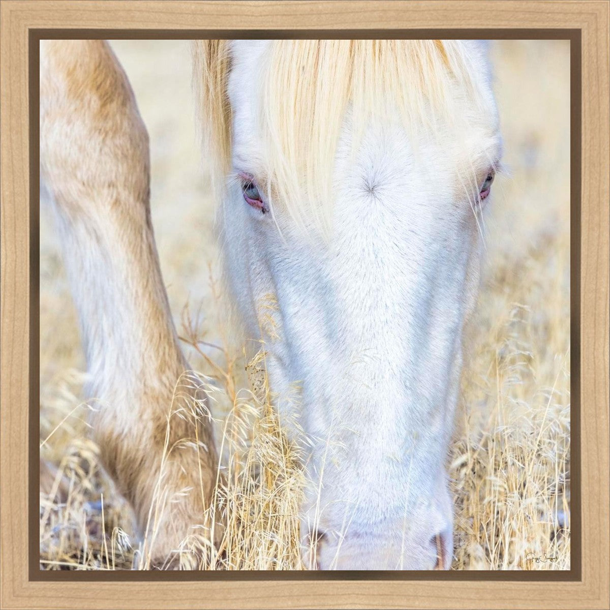 Dry Grass Gallery Wrap