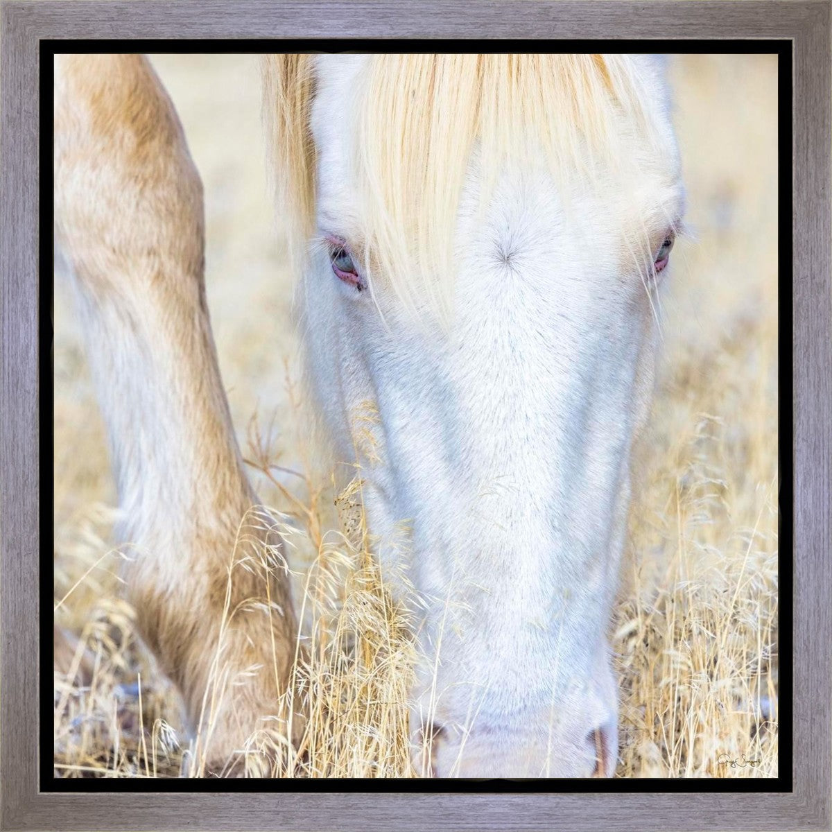 Dry Grass Gallery Wrap