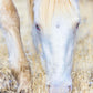 Dry Grass